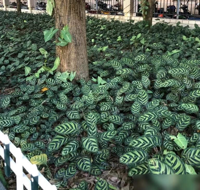 便宜養(yǎng)綠植好養(yǎng)的植物_便宜養(yǎng)綠植好不好_便宜又好養(yǎng)的綠植