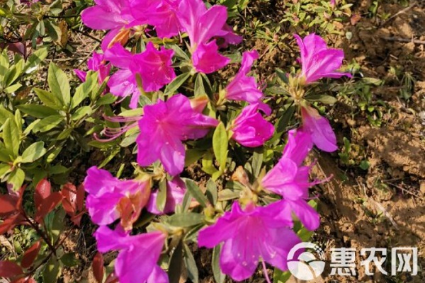 杜鵑花盆栽養(yǎng)殖_杜鵑花盆栽種植方法_盆栽杜鵑花的養(yǎng)殖
