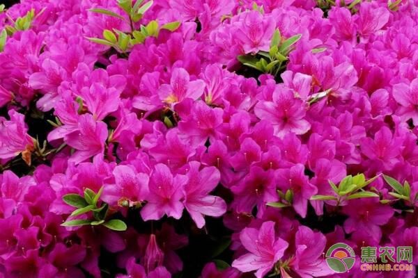 杜鵑花盆栽種植方法_杜鵑花盆栽養(yǎng)殖_盆栽杜鵑花的養(yǎng)殖
