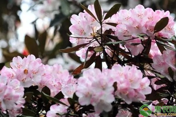 杜鵑花盆栽養(yǎng)殖_盆栽杜鵑花的養(yǎng)殖_杜鵑花盆栽種植方法