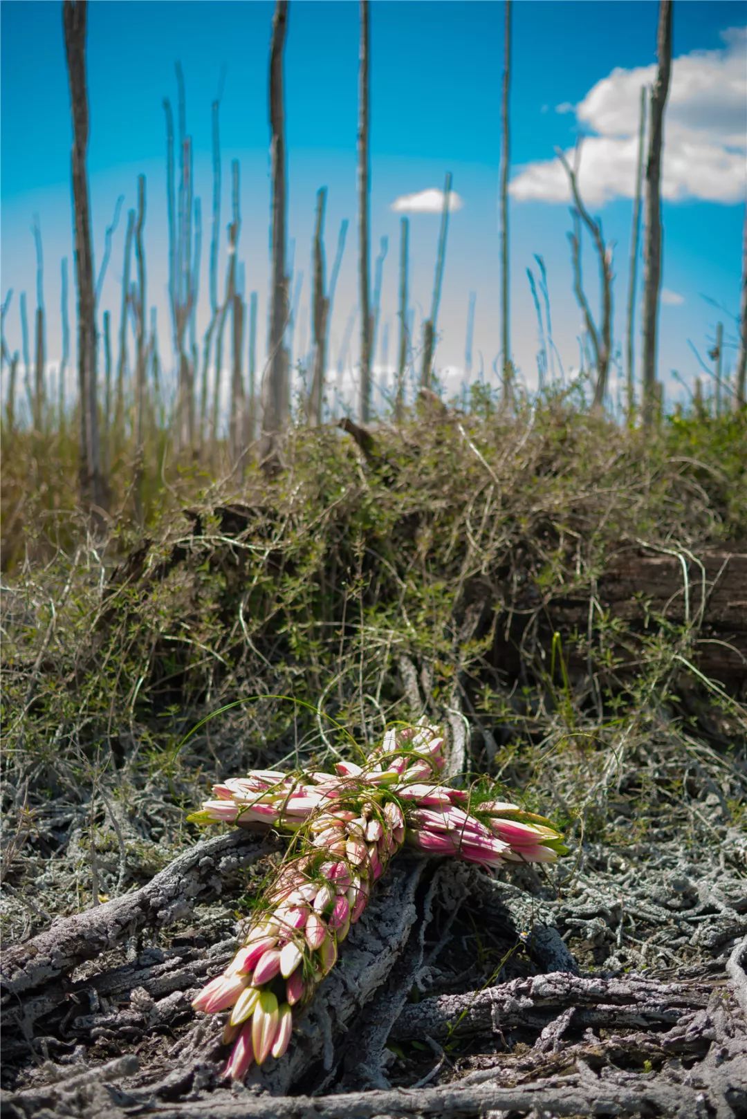 親人逝去送給花的祝福語_送給逝去親人的花_親人逝去送給花怎么說