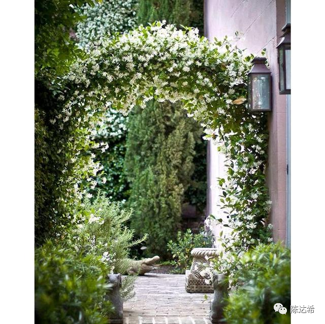 ?景觀實用性強的藤本蜜源，你也值得擁有（絡(luò)石篇）