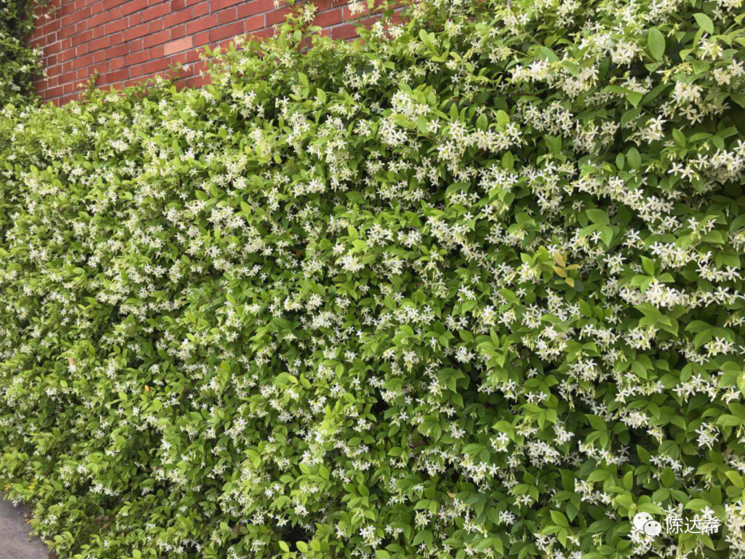 花葉絡(luò)石花期_花葉絡(luò)石怎么樣養(yǎng)護(hù)_花葉絡(luò)石生長(zhǎng)期