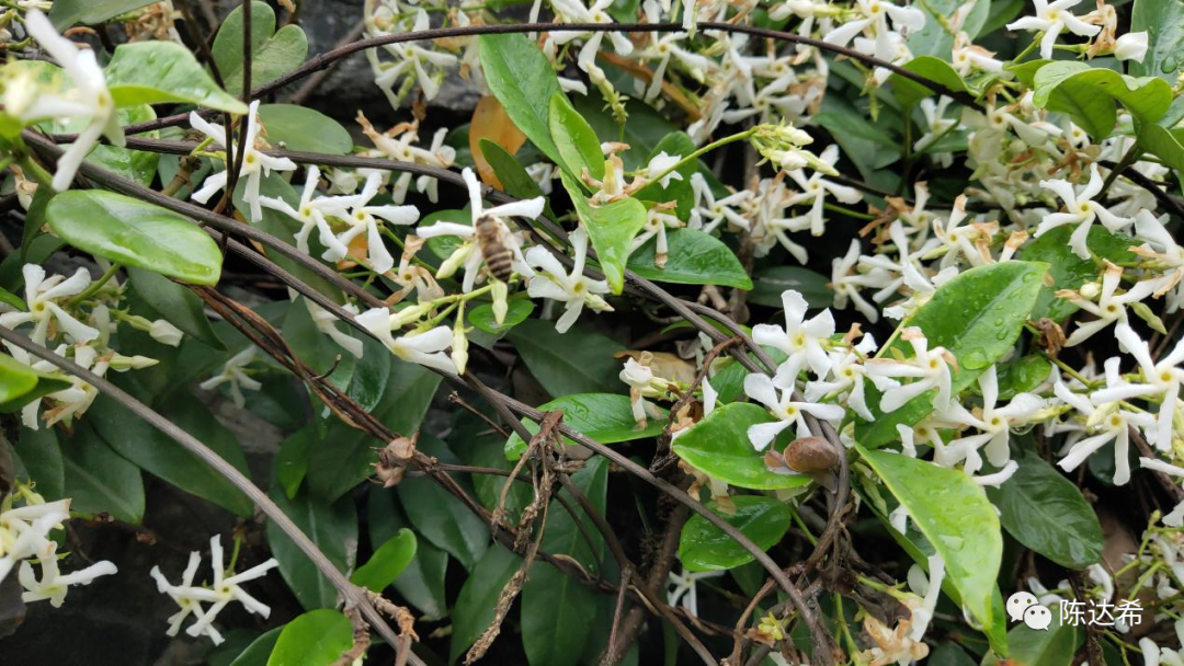 花葉絡(luò)石怎么樣養(yǎng)護(hù)_花葉絡(luò)石生長(zhǎng)期_花葉絡(luò)石花期